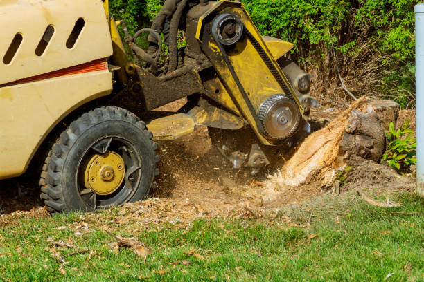 Professional Tree Service in Oreland, PA